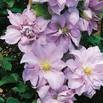 Клематис ‘Louise Rowe’ (Clematis ‘Louise Rowe’)